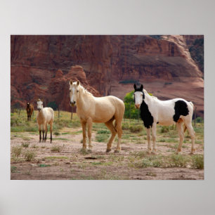 Poster Les chevaux navajos courent librement sur le fond 