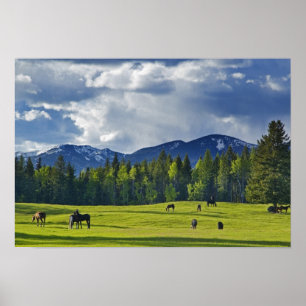 Poster Les chevaux paissent dans un pâturage près de Whit
