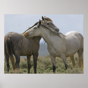 Poster Les Chevaux Sauvages