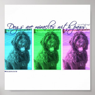 Poster Les chiens sont des miracles avec des pattes