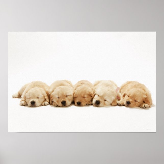 Poster Les chiots de l'golden retriever (Devant)