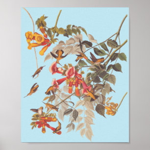 Poster Les colibris et les fleurs à gorge rubis d'Audubon