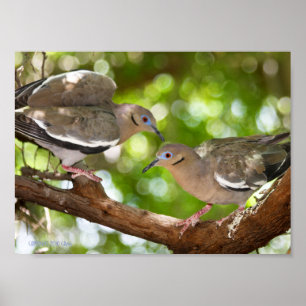 Poster Les colombes à ailes blanches