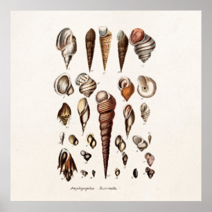 Poster Les coquilles vintages de mer ont personnalisé la