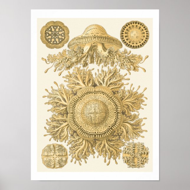 Poster Les créatures de la mer d'or (Devant)