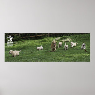 Poster Les demi-douzaines gambades du houx