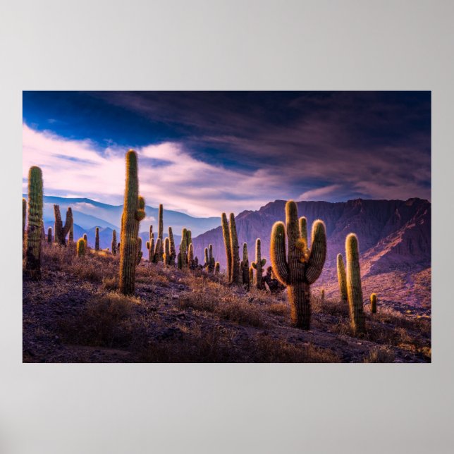 Poster Les déserts | Cactus Paysage Argentine (Devant)