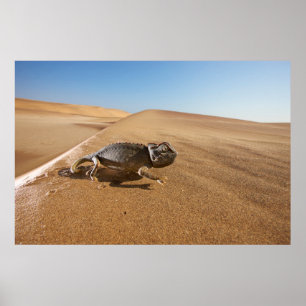 Poster Les déserts Namaqua Chameleon dans le désert