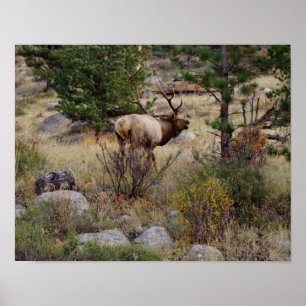 Poster Les élans bugling en parc national de montagne