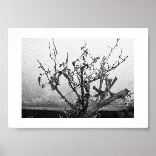 Poster Les épines restent en noir et blanc