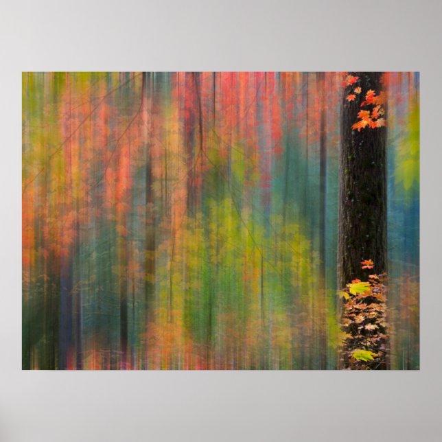 Poster Les érables | Parc d'état de Silver Falls (Devant)