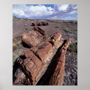 Poster Les Etats-Unis, Arizona, parc national de forêt