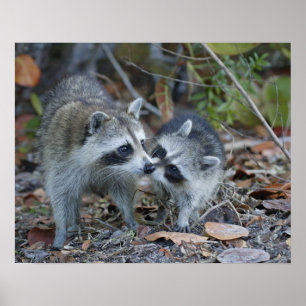 Poster Les Etats-Unis, la Floride, Sanibel, ressortissant