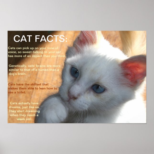 Poster Les faits de chat ! (Devant)