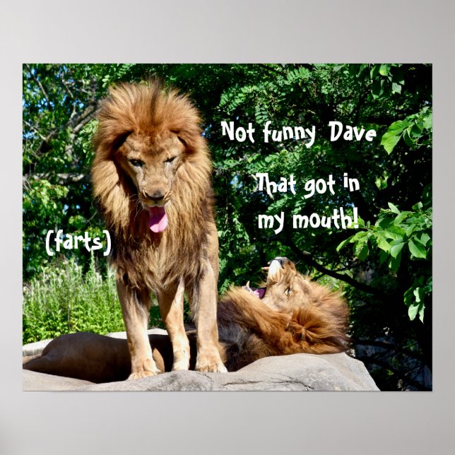 Poster Les fesses du lion (Devant)