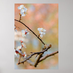 Poster Les fleurs d'abricot japonais