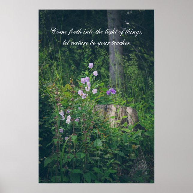 Poster Les fleurs de Bellflowers dans les bois (Devant)