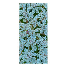 Les fleurs de dentelle de la reine Anne