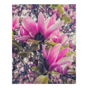 Poster Les fleurs de Magnolia
