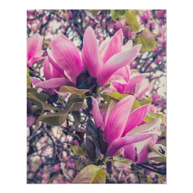 Poster Les fleurs de Magnolia (Devant)