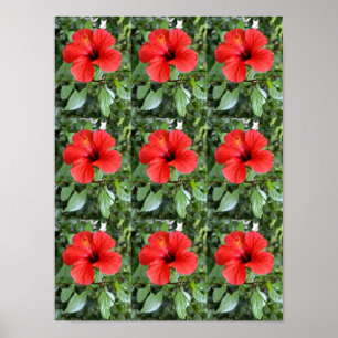 Poster Les fleurs d'Hibiscus