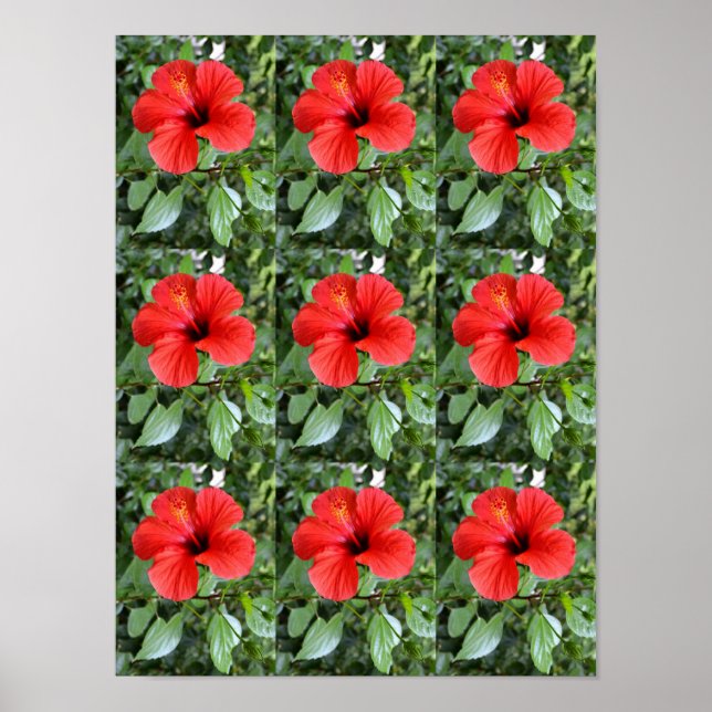 Poster Les fleurs d'Hibiscus (Devant)