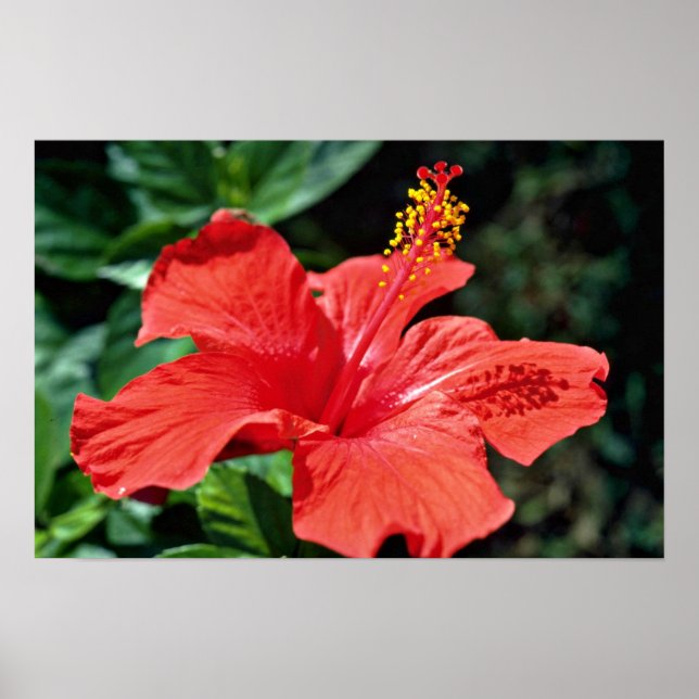 Poster Les fleurs d'Hibiscus (Devant)