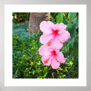 Poster Les fleurs d'Hibiscus roses