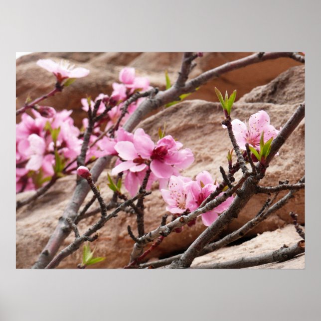 Poster Les fleurs du printemps sur les rochers de Sion (Devant)