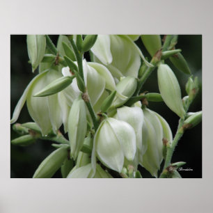 Poster Les fleurs du Yucca