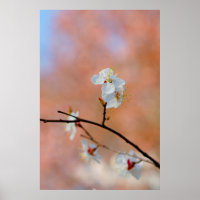 Les fleurs japonaises d'abricot