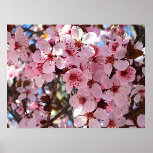 Poster Les fleurs roses sur l'arbre à fleurs ornemental