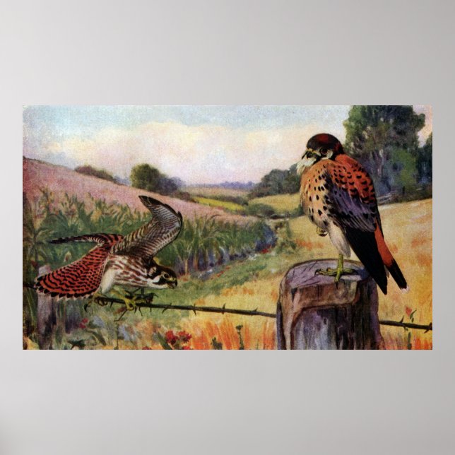Poster Les foulards américains sur une clôture à fil barb (Devant)