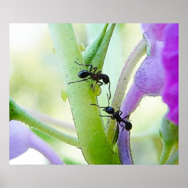 Poster Les fourmis dans mon Plante (Devant)