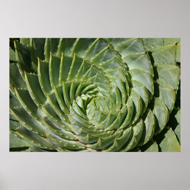 Poster Les fractales de la nature (Devant)