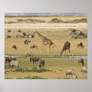 Poster Les gnous, les zèbres et les girafes se rassemblen