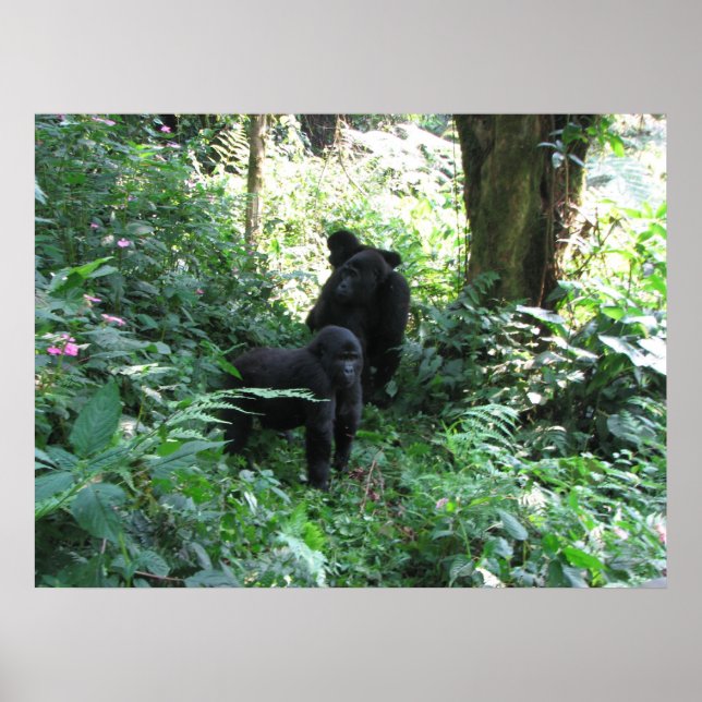 Poster Les gorilles de montagne (Devant)