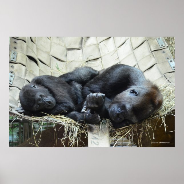 Poster Les gorilles des basses terres qui font la sieste (Devant)