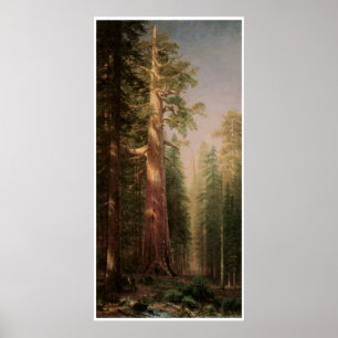 Poster Les grands arbres