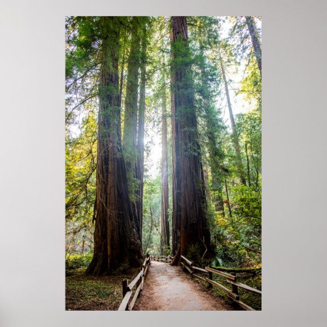Poster Les grands arbres (Devant)