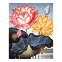 Les haricots égyptiens sacrés