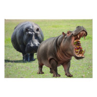 Les hippopotames aiment les burgers.
