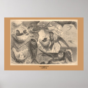 Poster Les hirondelles de falaise