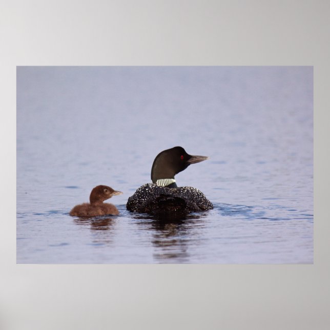 Poster Les huards sur le lac fourré (Devant)