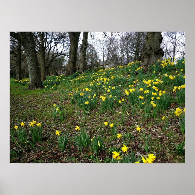 Poster Les jonquilles. Sophia Gardens, Cardiff, Galles. U (Devant)