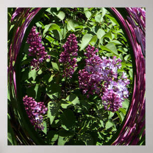 Poster Les Lilacs enchantés.....