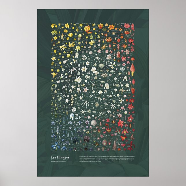 Poster Les Liliacées de Redouté (Devant)
