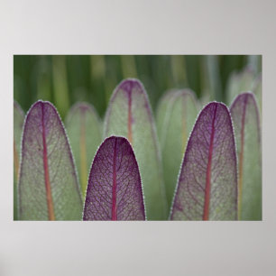 Poster Les Lobelias géants   Rwenzoris