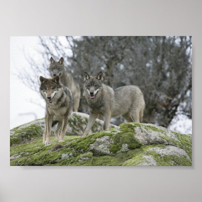 POSTER LES LOUPS (Devant)
