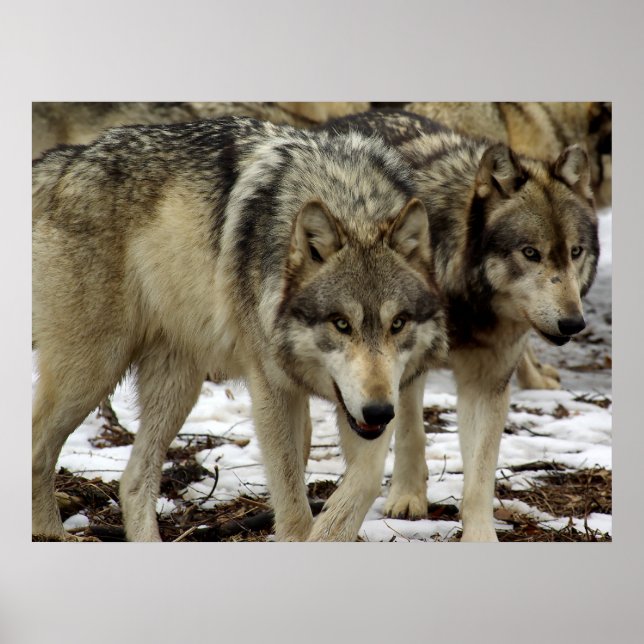 Poster Les loups à la recherche (Devant)